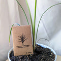 Seed packet for dracaena spike (dracaena indivisa) with 20 seeds label