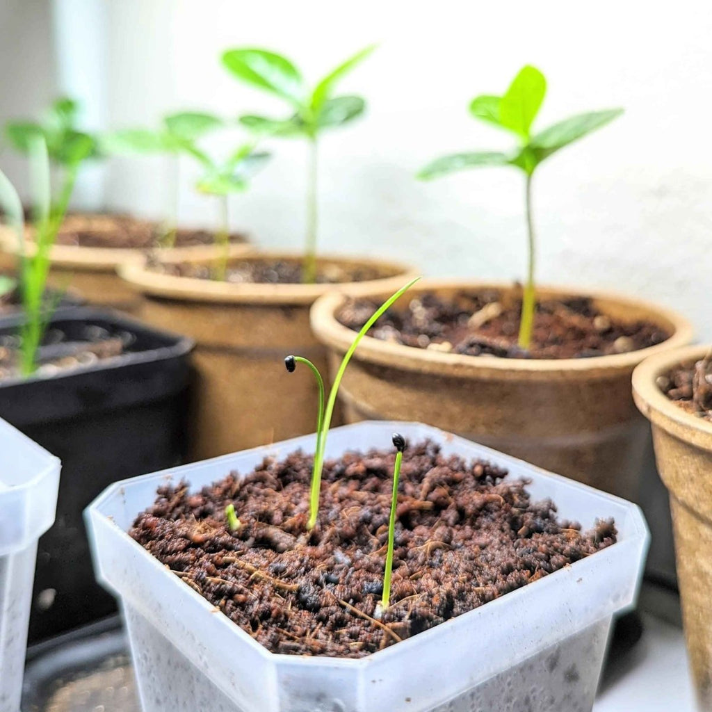 Young dracaena seedlings sprouting in soil tray with thin green shoots