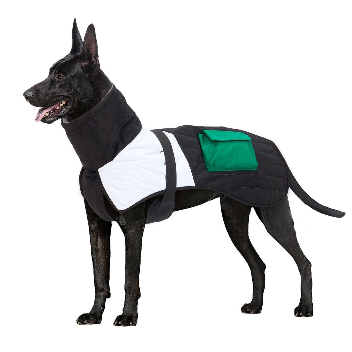 Black padded winter dog coat with green pocket and white accent bands