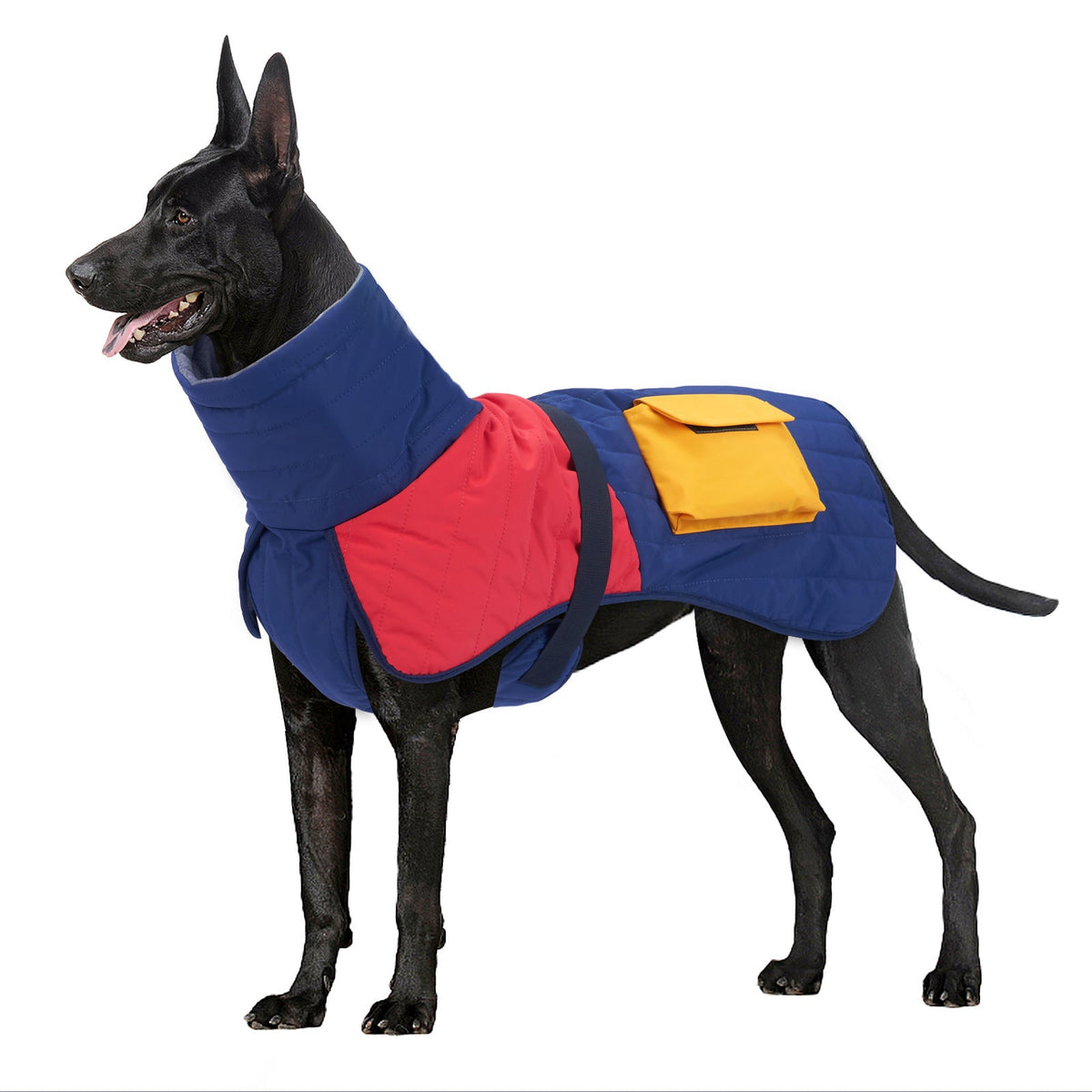 Blue and red padded winter dog coat with yellow pocket and adjustable belly strap