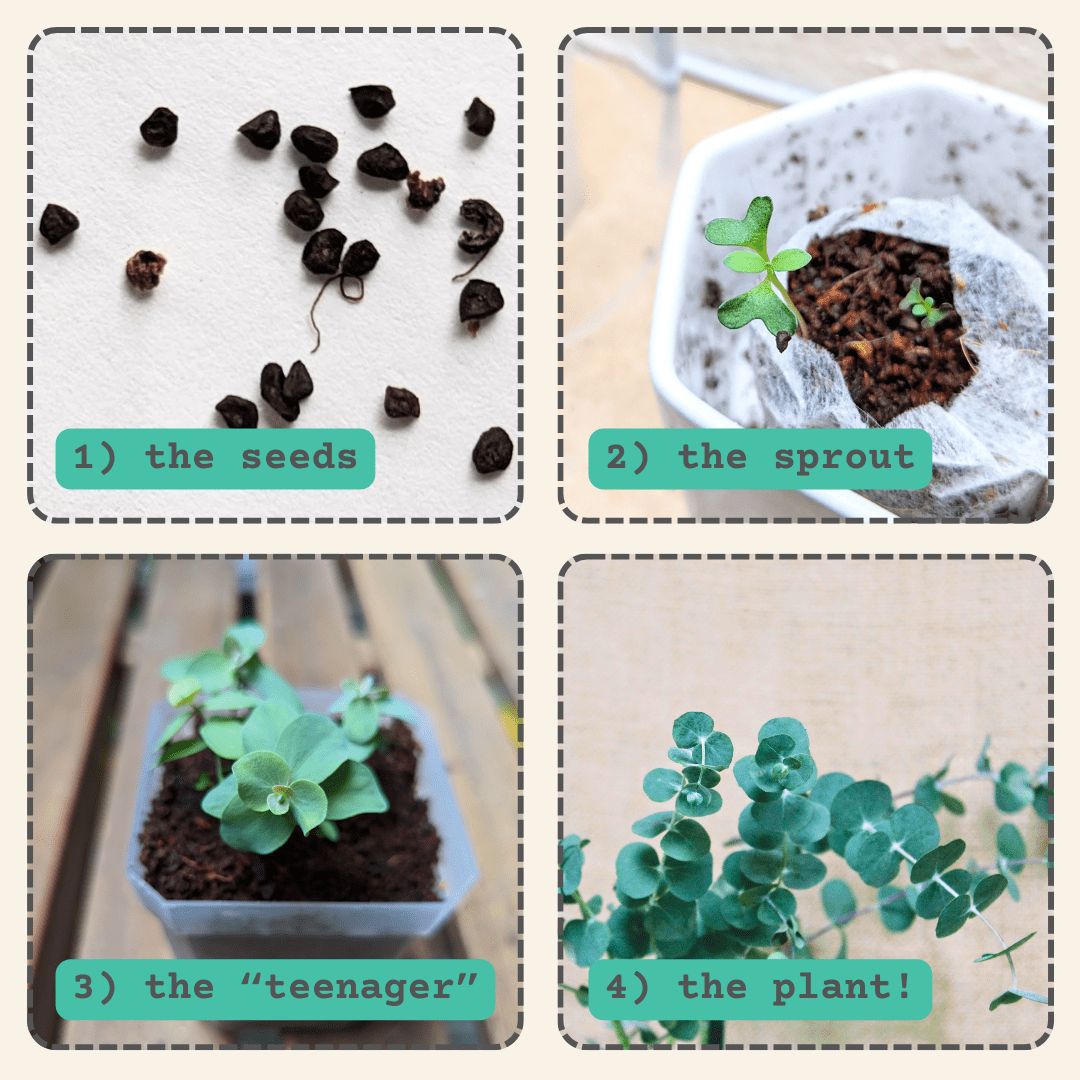 Eucalyptus 'Baby Blue' growth stages collage showing seeds, sprouts, young plant
