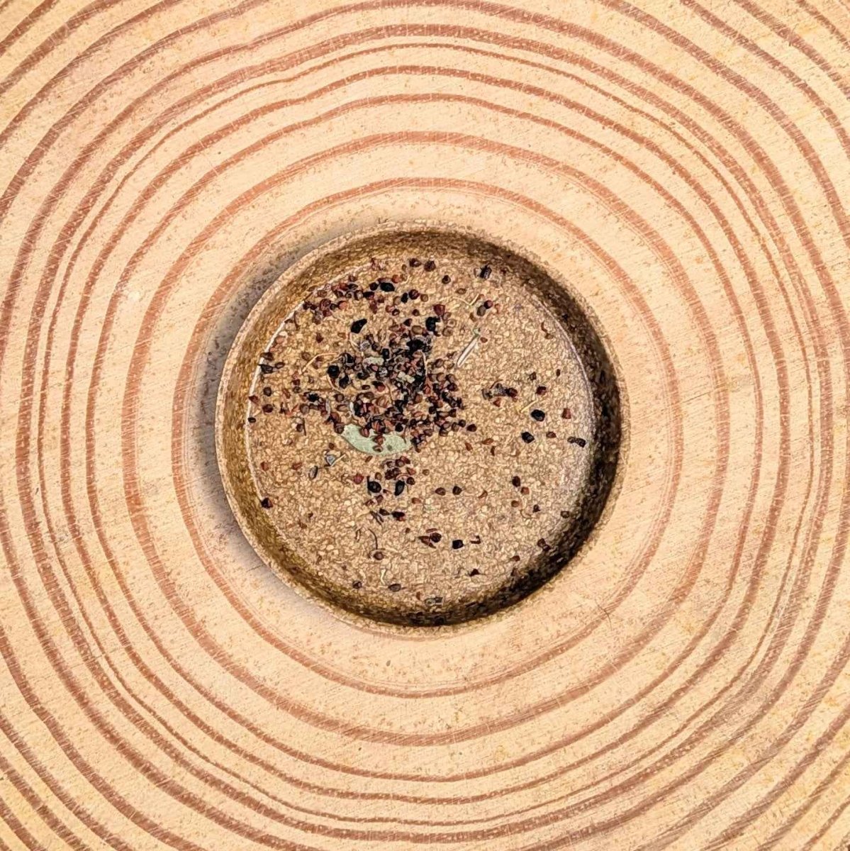Eucalyptus 'Baby Blue' seeds in a circular tray, small dark seeds on tan surface