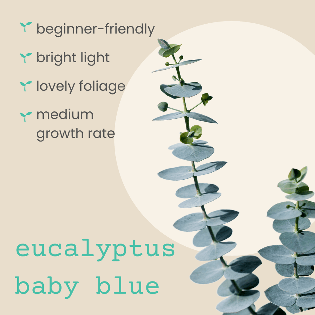 Eucalyptus 'Baby Blue' plant illustration with clustered blue-gray leaves