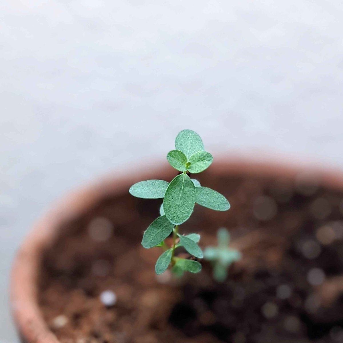 Young eucalyptus plant with small blue-gray leaves in a terracotta pot