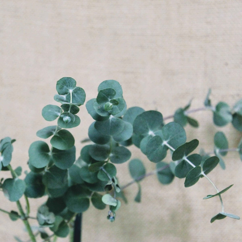 Blue-gray eucalyptus stems with round leaves, bunch of branches