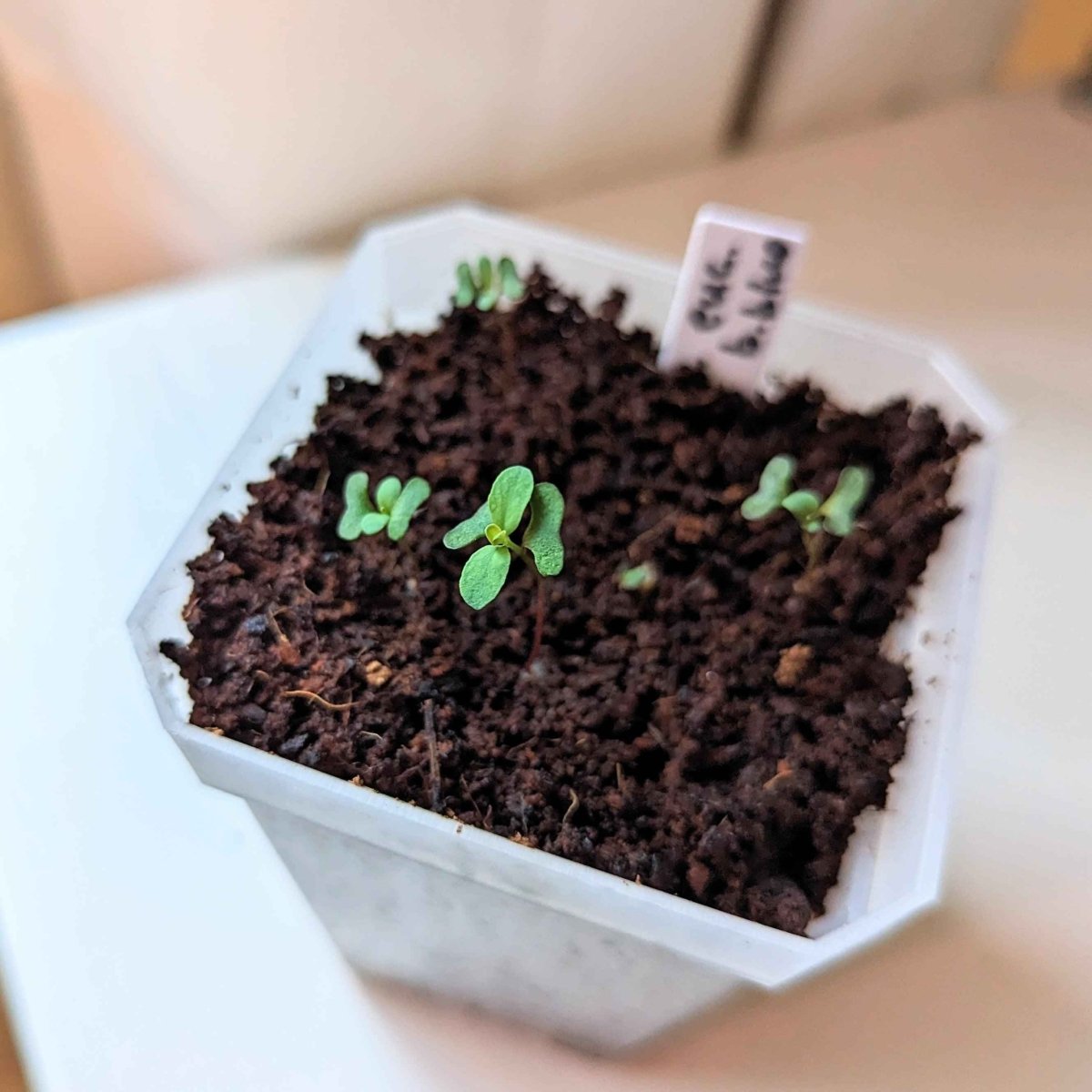 Eucalyptus seedlings in a white seed-starting tray, small green sprouts in soil