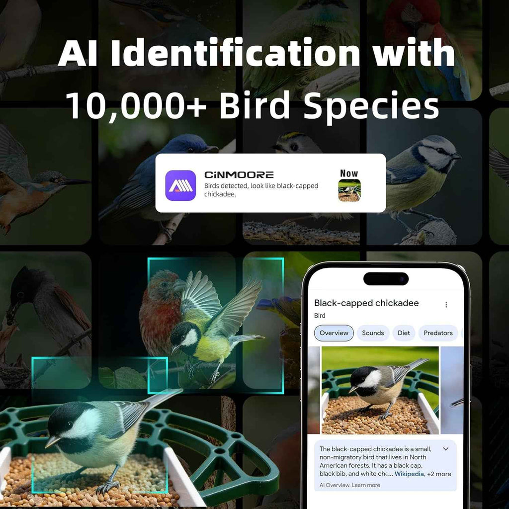 Bird feeder tray with seed, shown with AI bird identification app