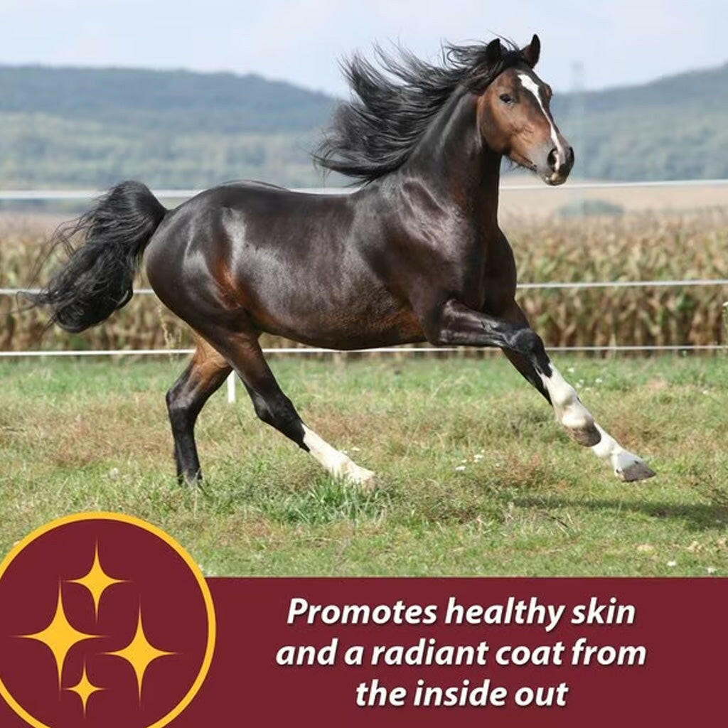 Horse skin and coat supplement marketing panel with radiant coat badge