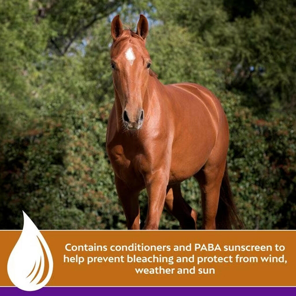 Horse grooming with coat conditioner spray, chestnut coat facing camera