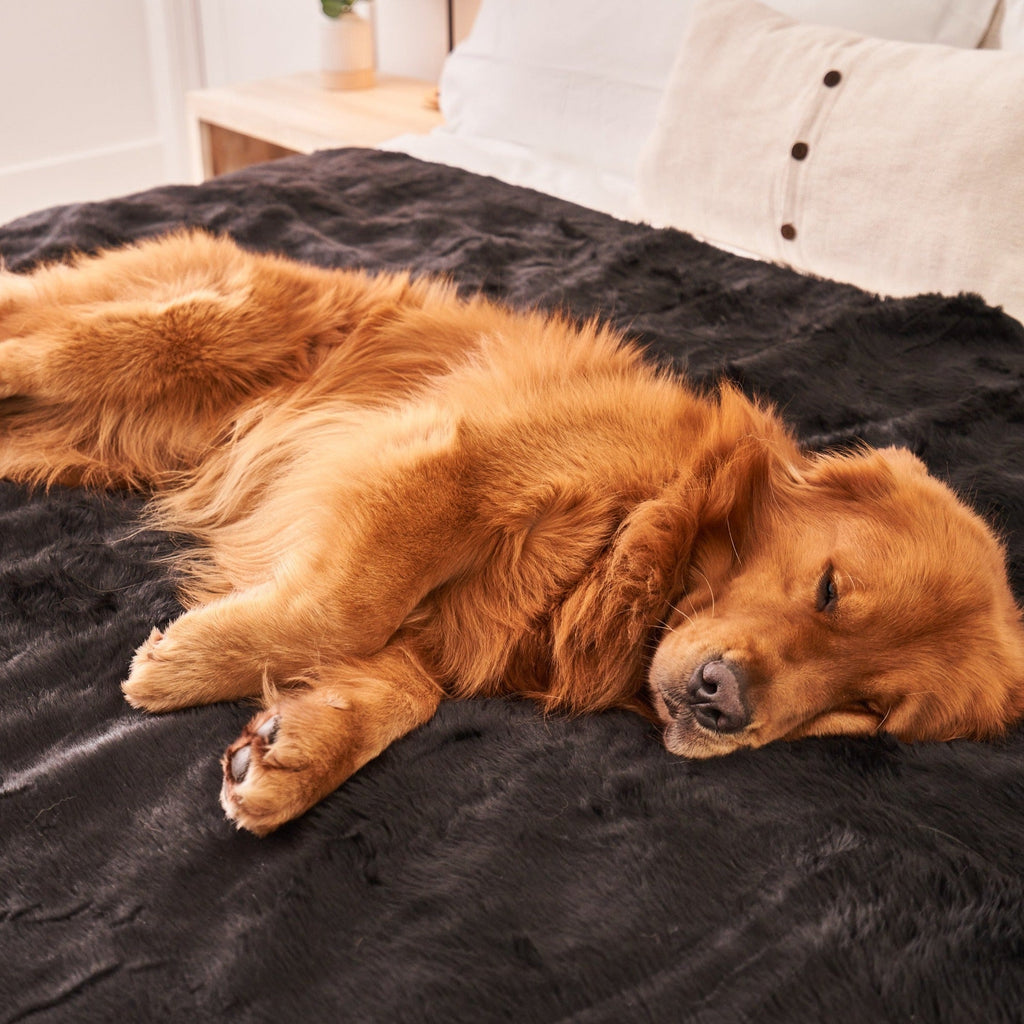 Midnight black faux-fur waterproof throw blanket with small dog stretched across it.