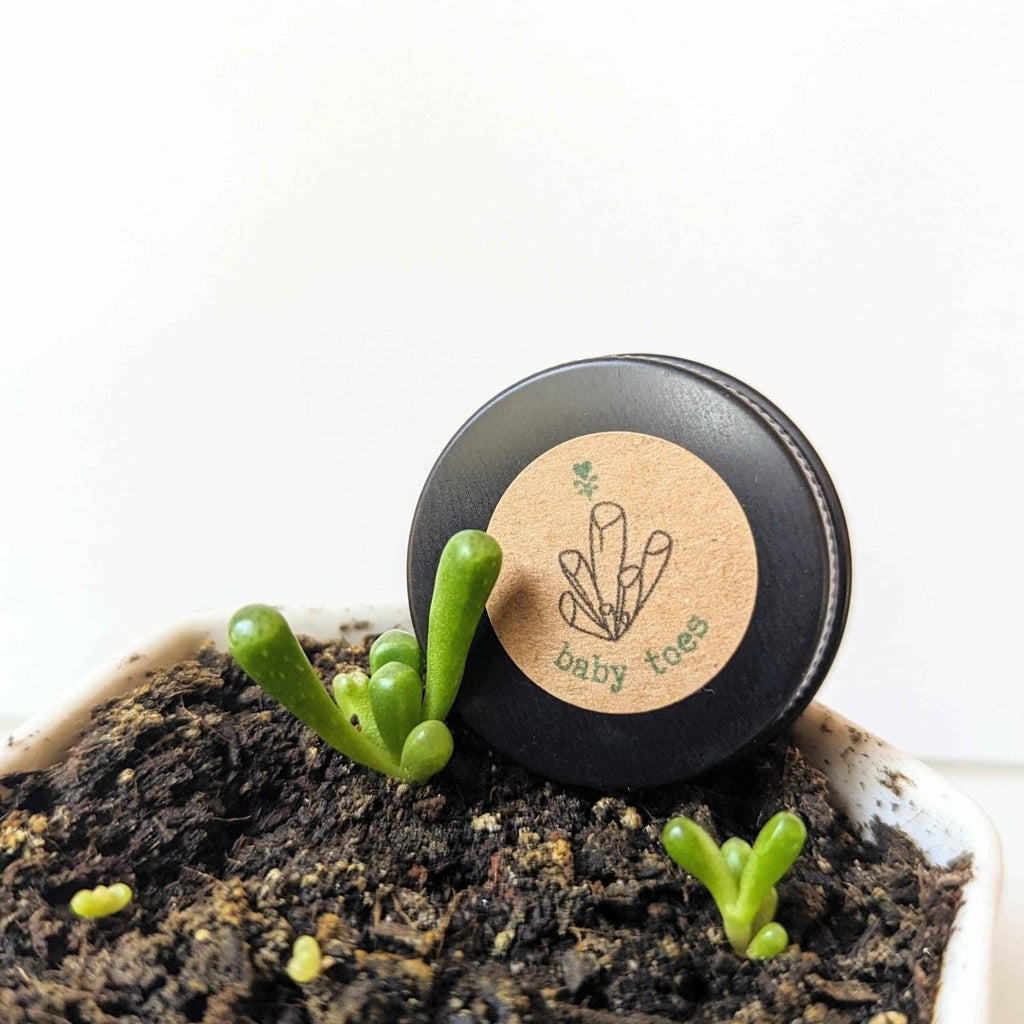 Fenestraria baby toes seeds in soil starter pot with several small green succulent leaves
