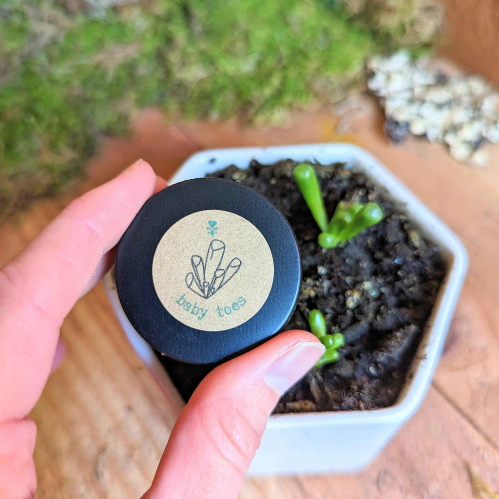 Fenestraria baby toes seeds starter pot with small green sprouts, held in hands