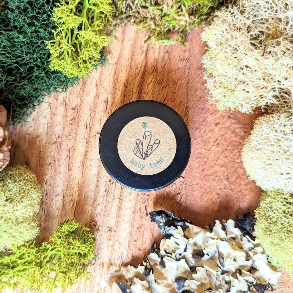 Fenestraria baby toes seeds in soil starter pot with tiny green succulent growth