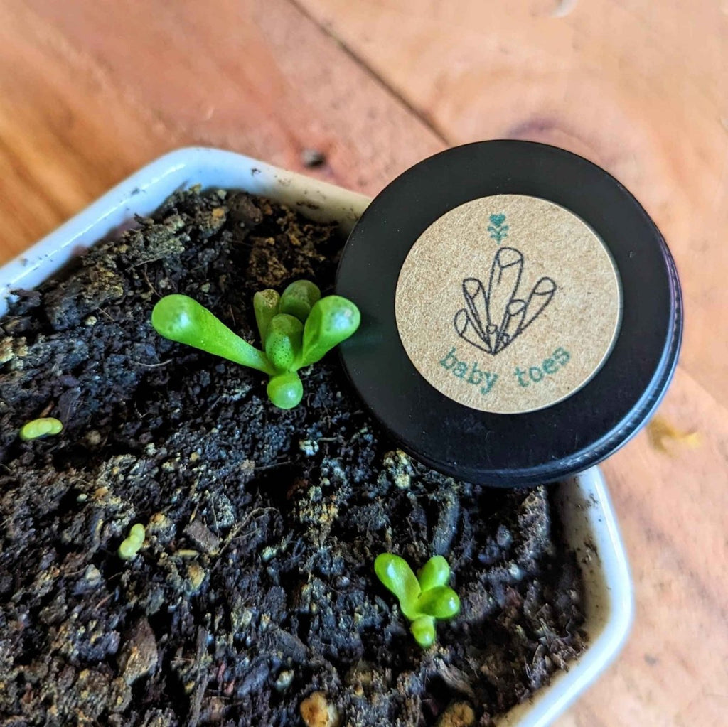 Fenestraria baby toes seeds starter pot with dark soil and small green sprouts