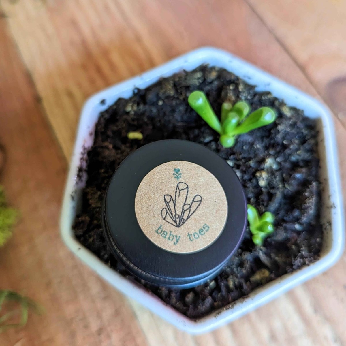 Fenestraria baby toes seeds starter pot with dark soil and tiny green sprouts