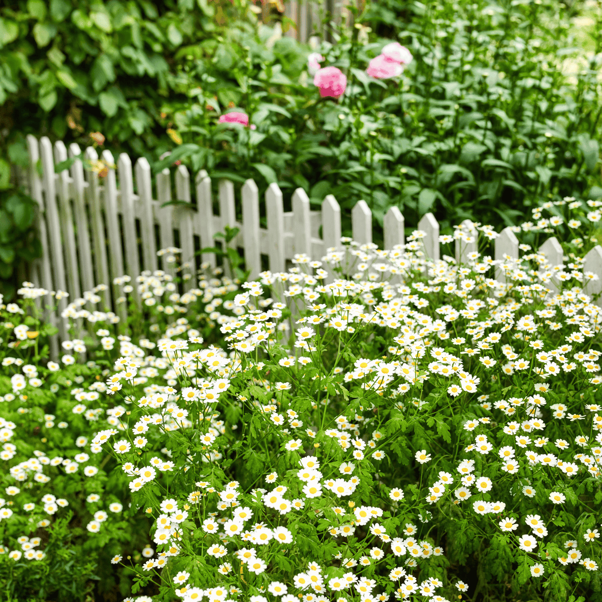 Feverfew seed plant in bloom with clusters of white daisy flowers in a garden bed
