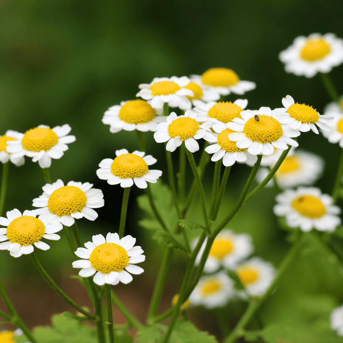 Feverfew flowers: white daisy petals with bright yellow button centers