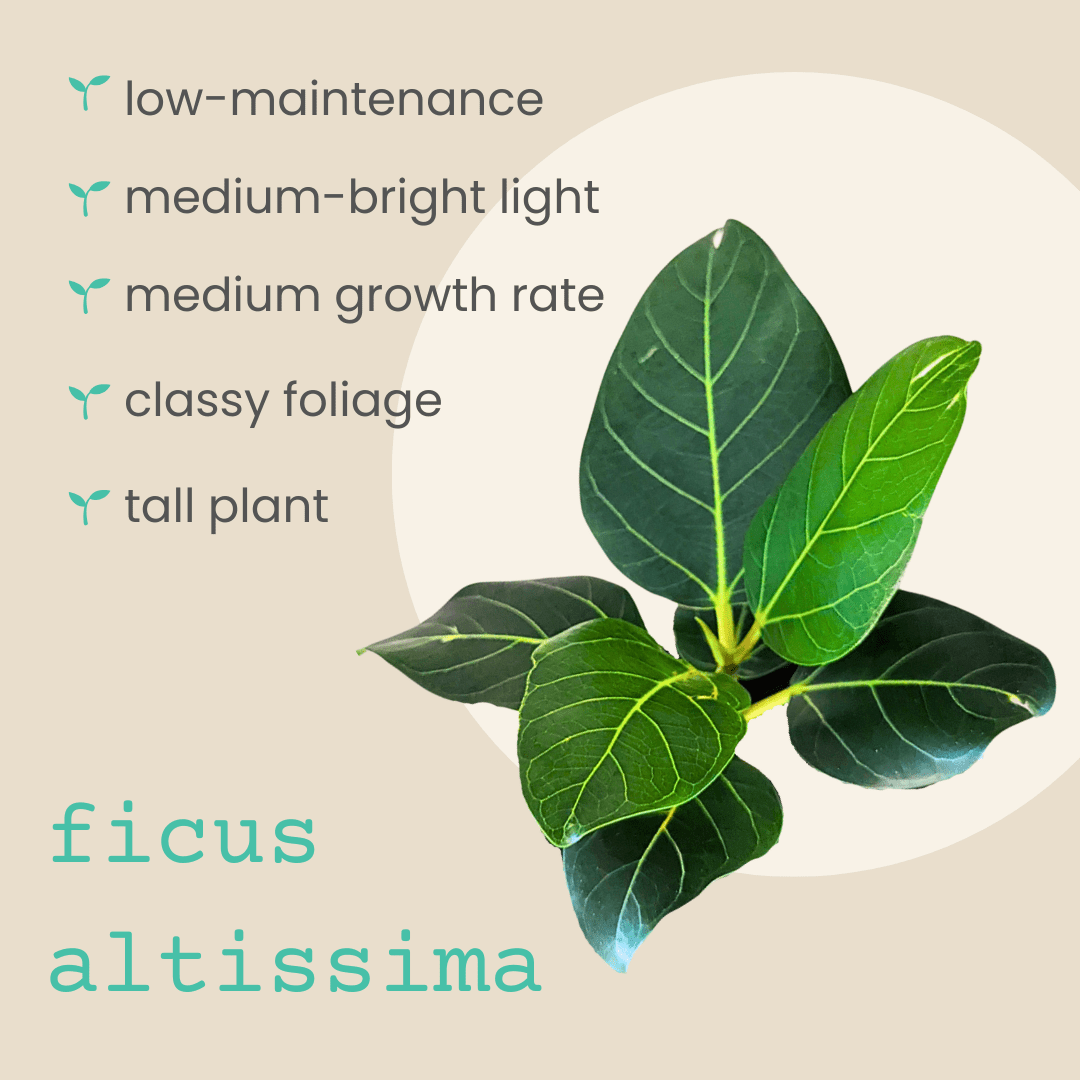 Green fig plant illustration with care icons and leafy stem diagram