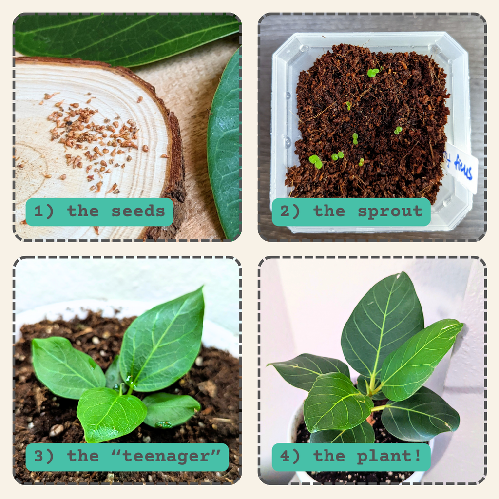 Four-panel sprouting photos: seeds, small sprout, young plant, and potted plant