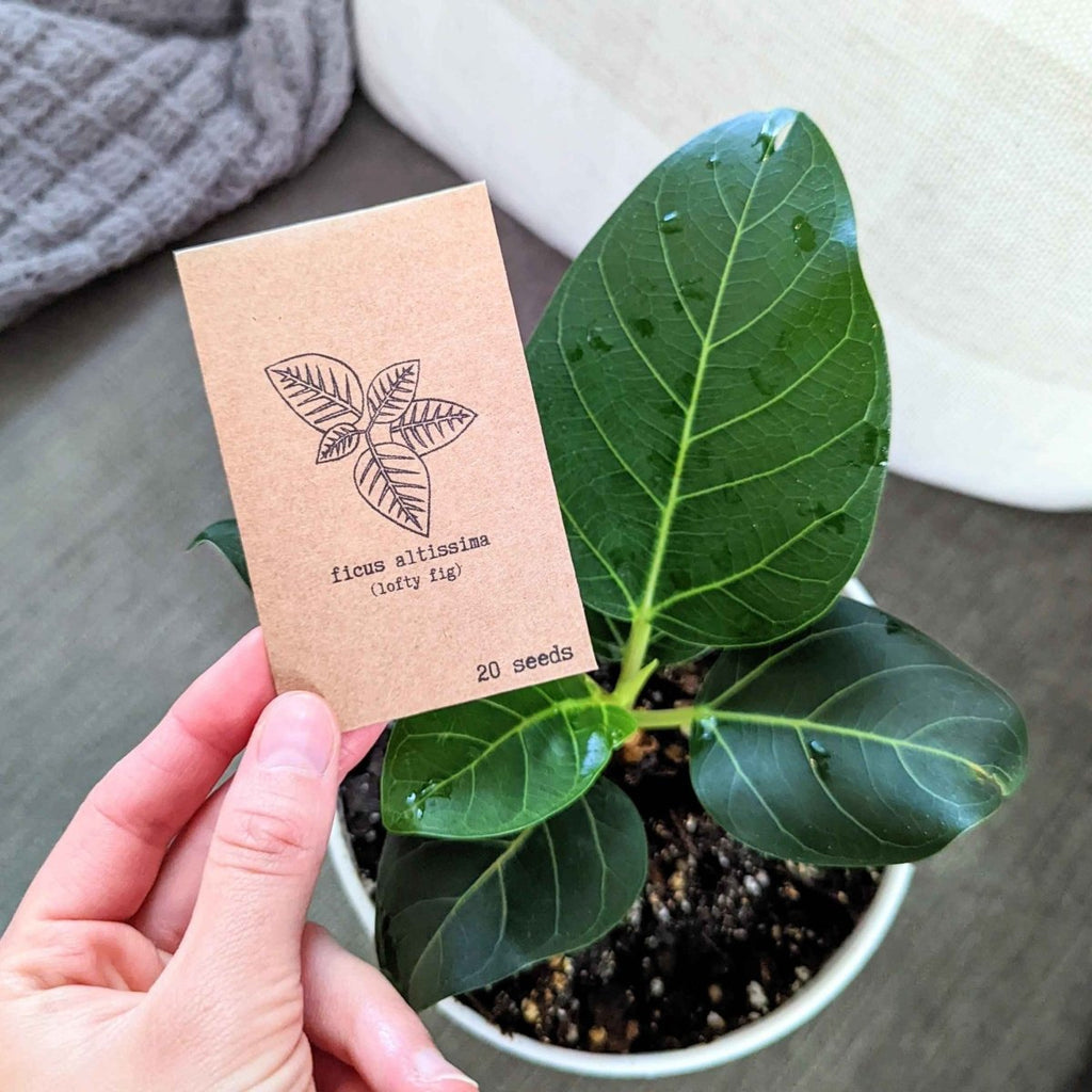 Lofty fig seeds packet held beside a small potted fig seedling with green leaves