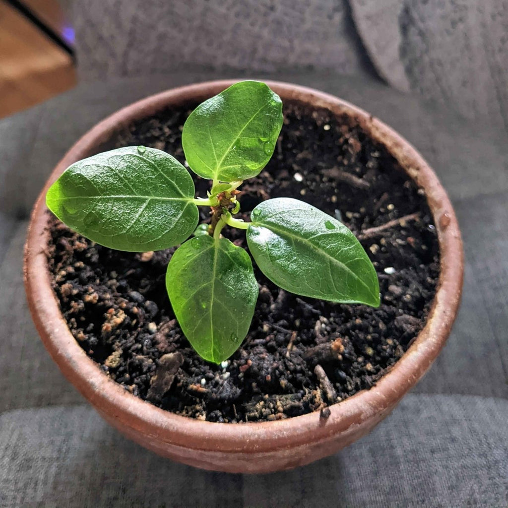 Young fig seedling with four green leaves in a terracotta pot