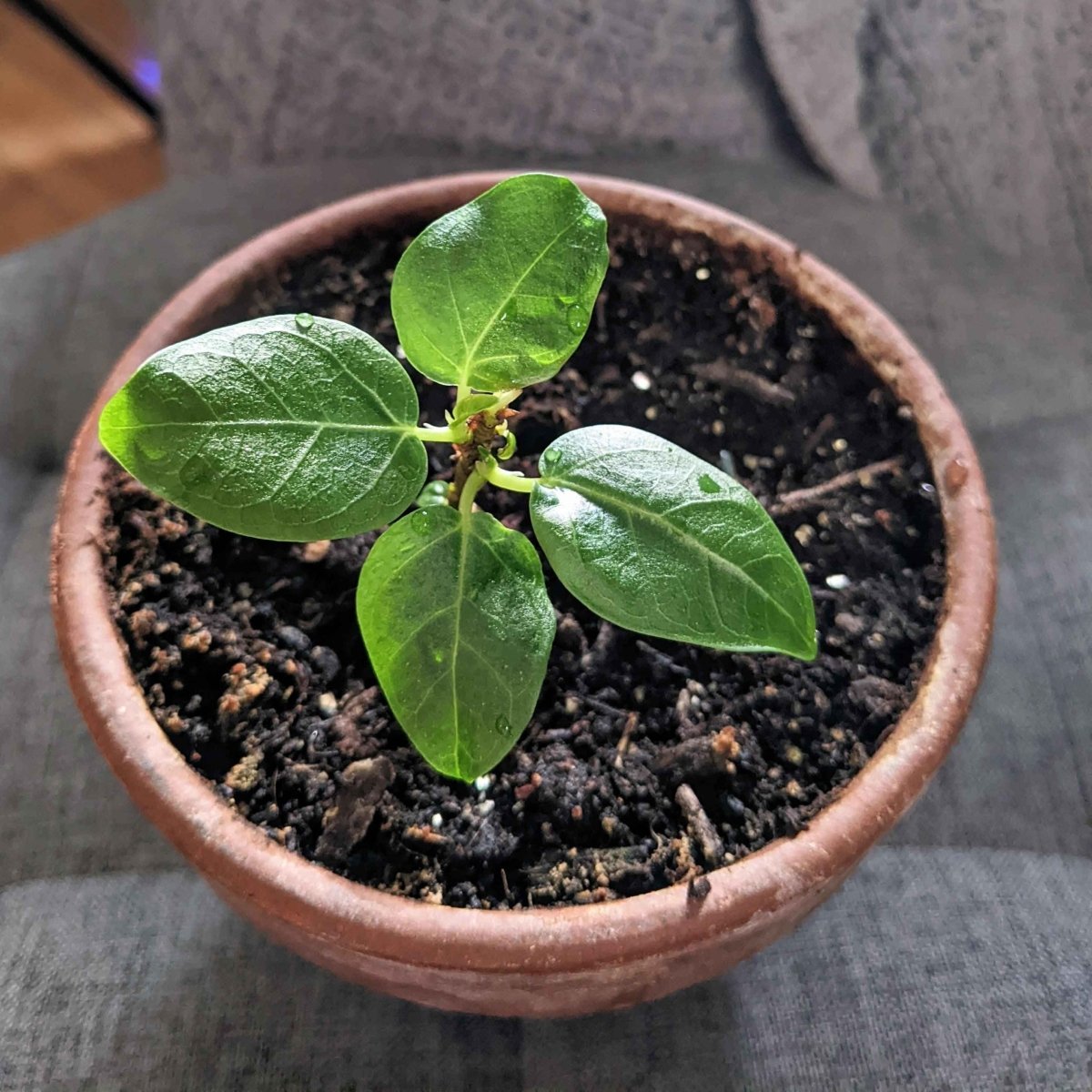 Young fig seedling with four green leaves in a terracotta pot