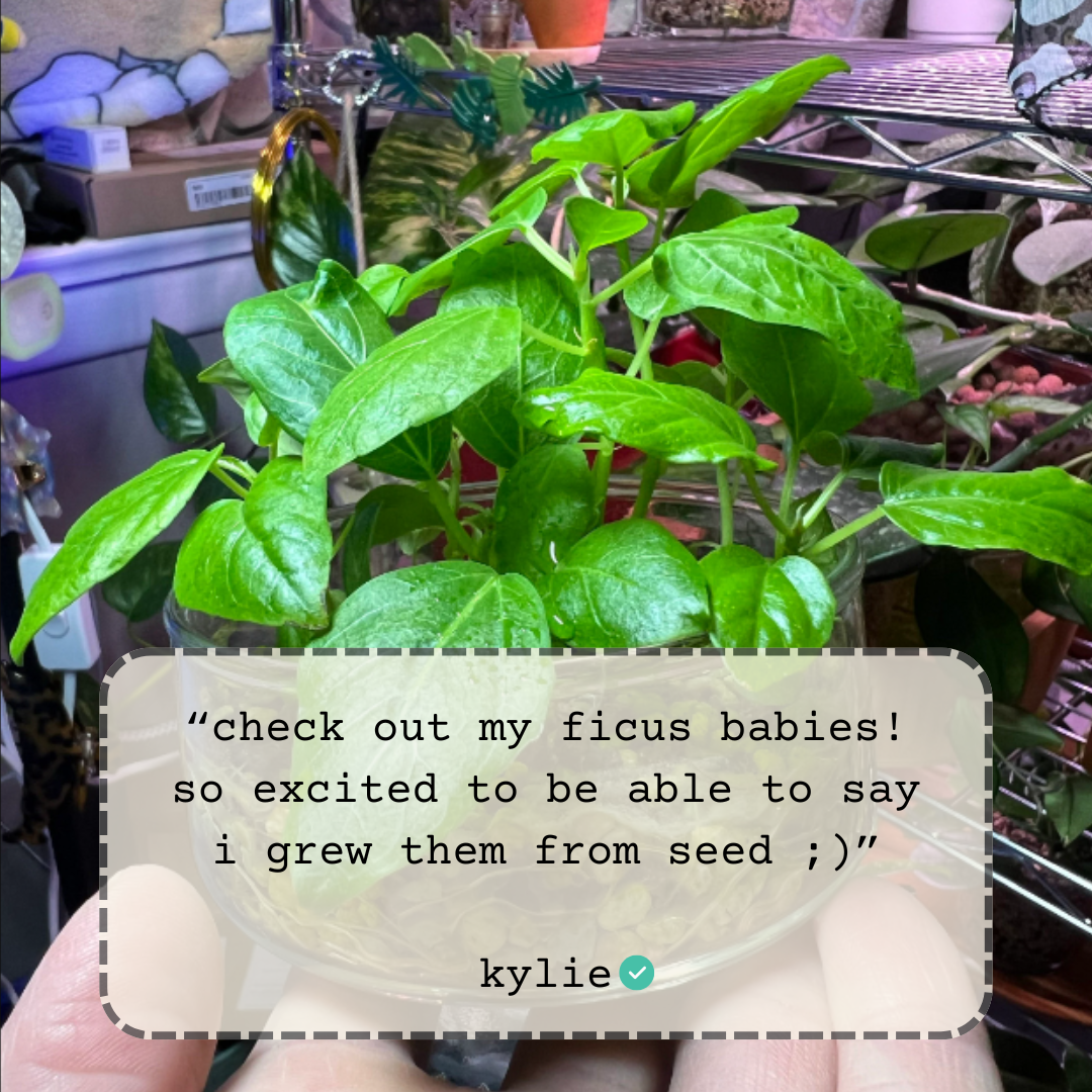 Potted fig plants with bright green leaves in an indoor growing area