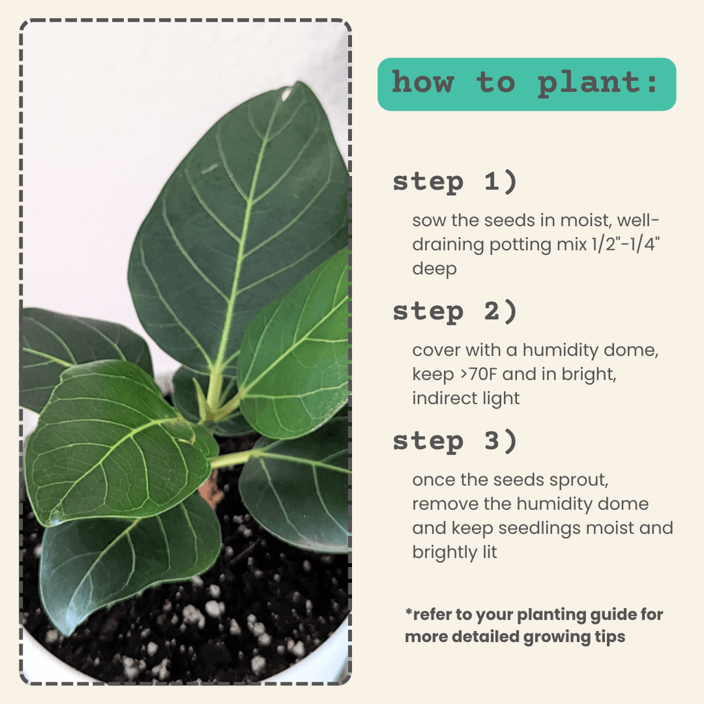 Lofty fig planting guide panel with a leaf photo and three numbered steps