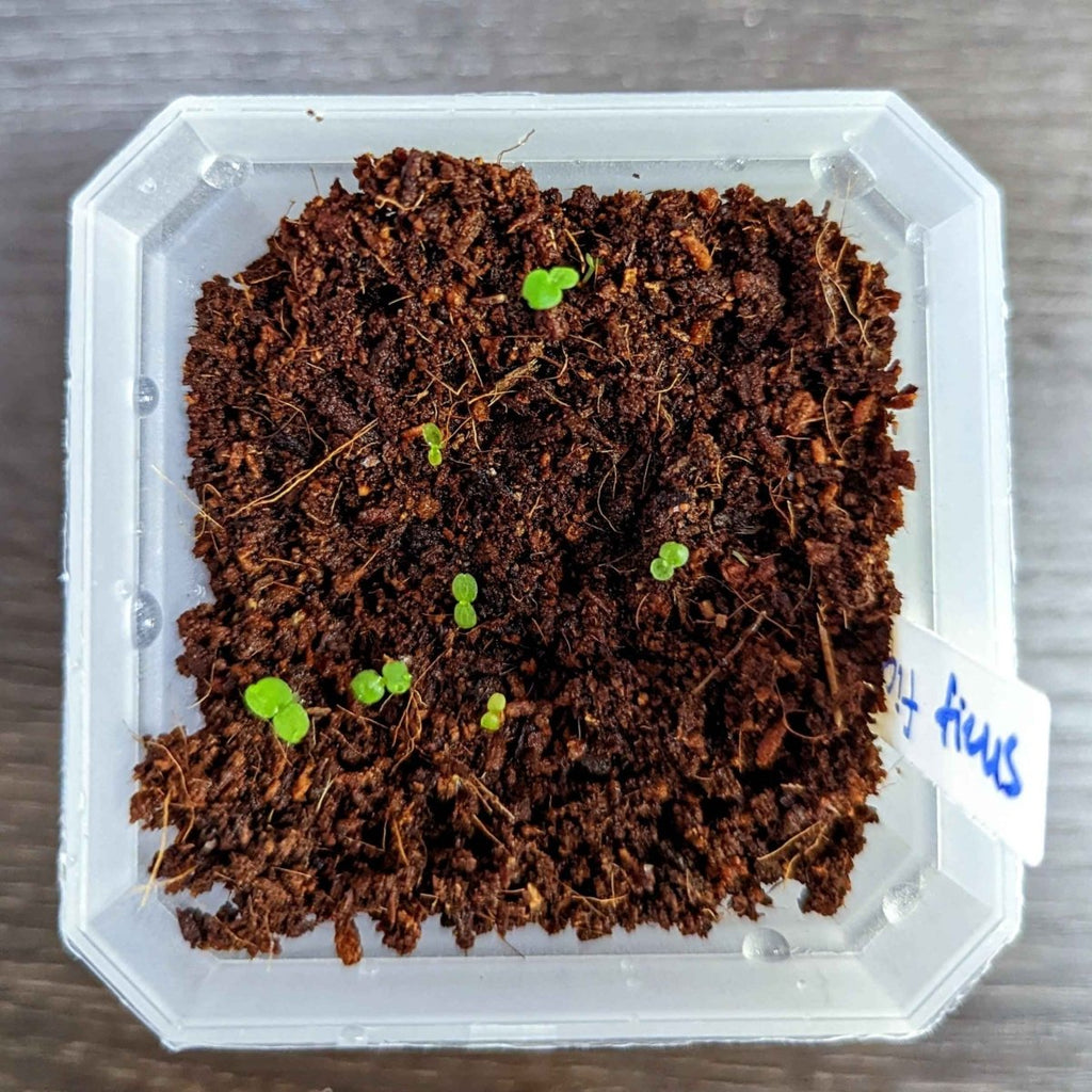 Clear tray of dark soil with multiple small green fig sprouts