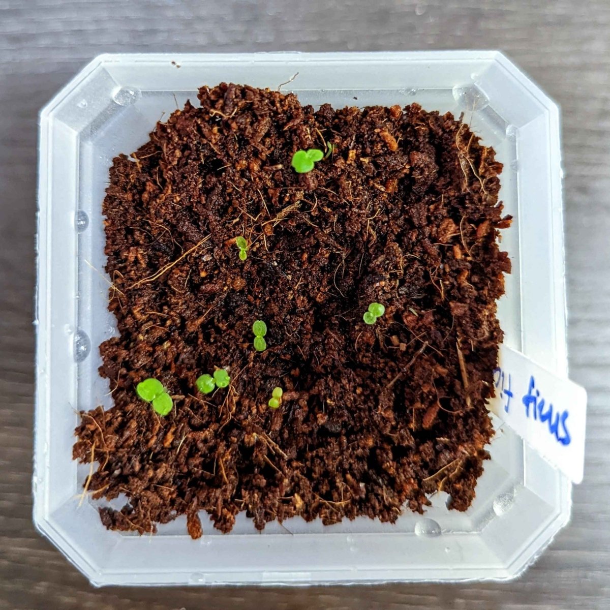 Clear tray of dark soil with multiple small green fig sprouts