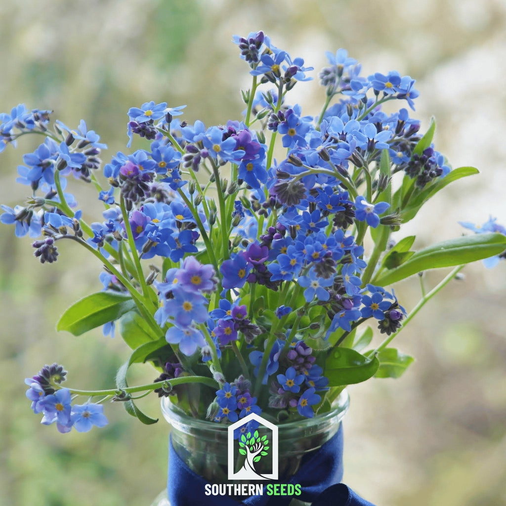 Forget-me-not seeds: blue blossoms in a glass container with green leaves