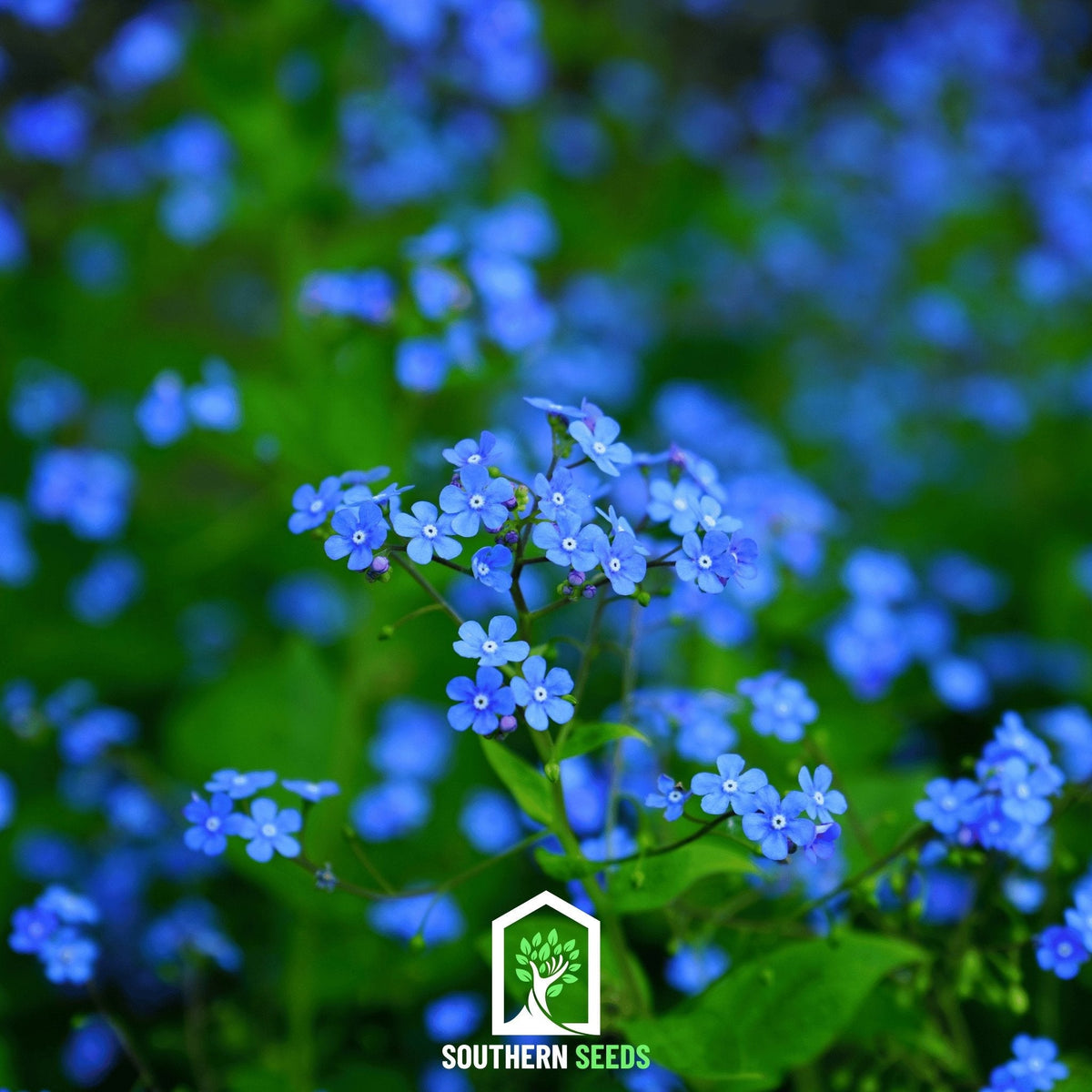 Forget-me-not seeds: blue five-petal flowers on green stems