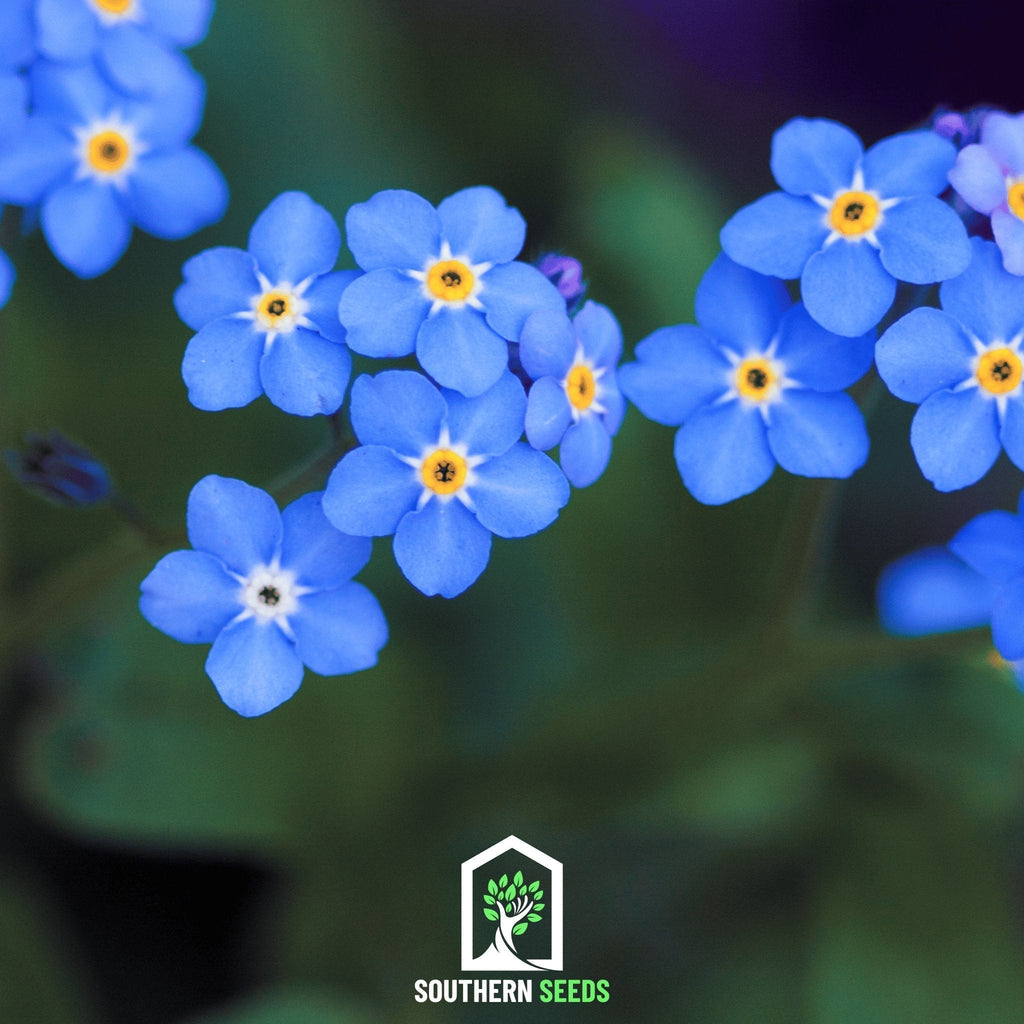 Forget-me-not seeds: close-up of blue five-petal flowers with yellow centers
