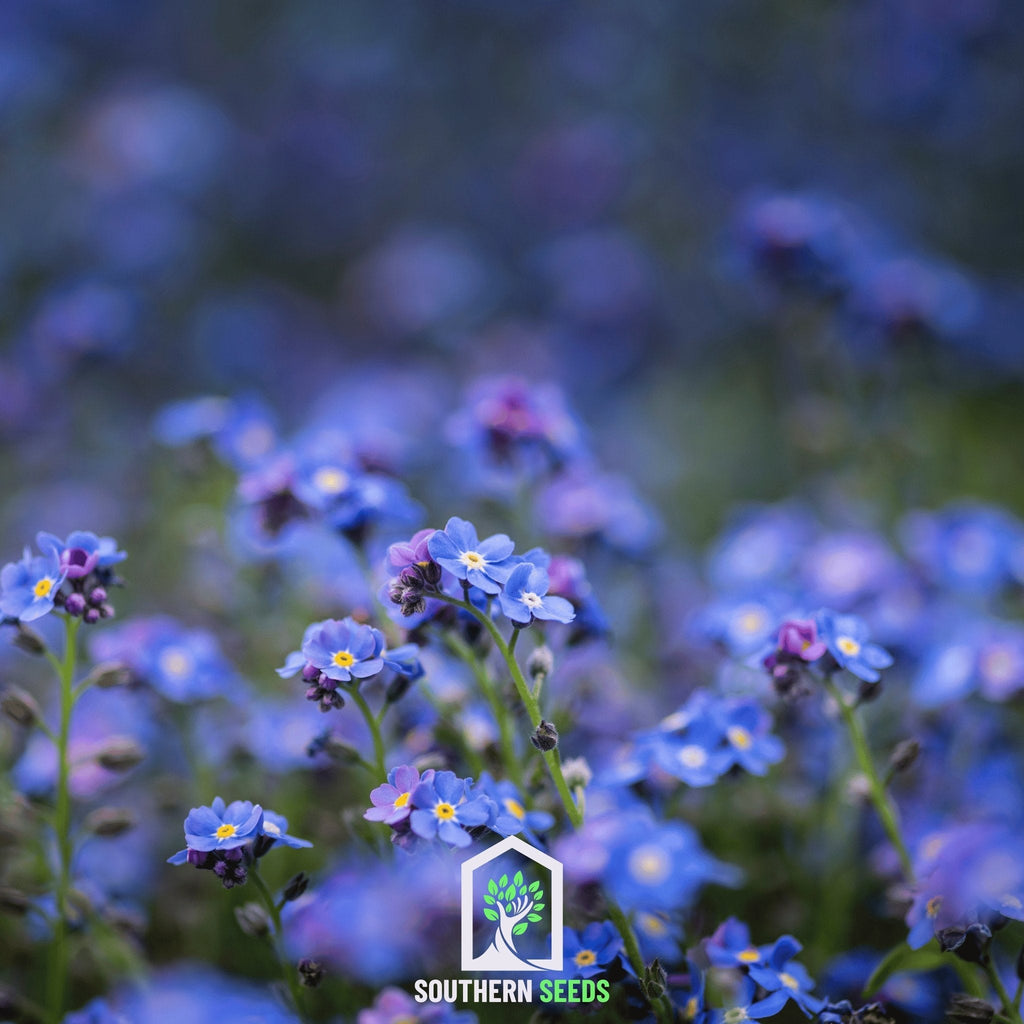 Forget-me-not seeds: blue blooms with yellow centers in dense planting