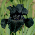 Black iris flower with broad, ruffled petals and subtle deep purple accents