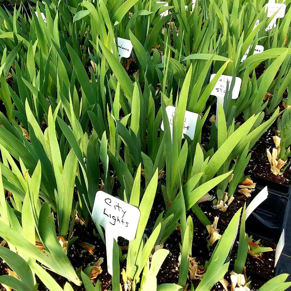 Rows of young iris plants with long green leaves in nursery pots