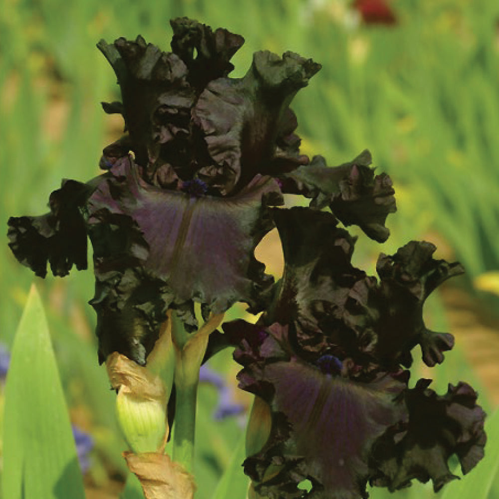 Fragrant iris with deep purple, ruffled petals and green stems