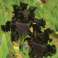 Fragrant iris with deep purple, ruffled petals and green stems
