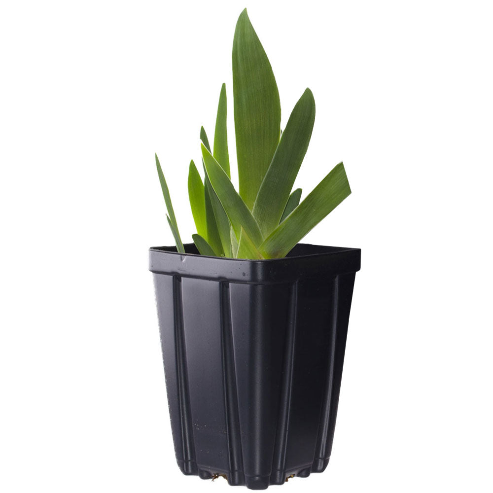 Potted iris plant with upright green leaves in a black nursery pot