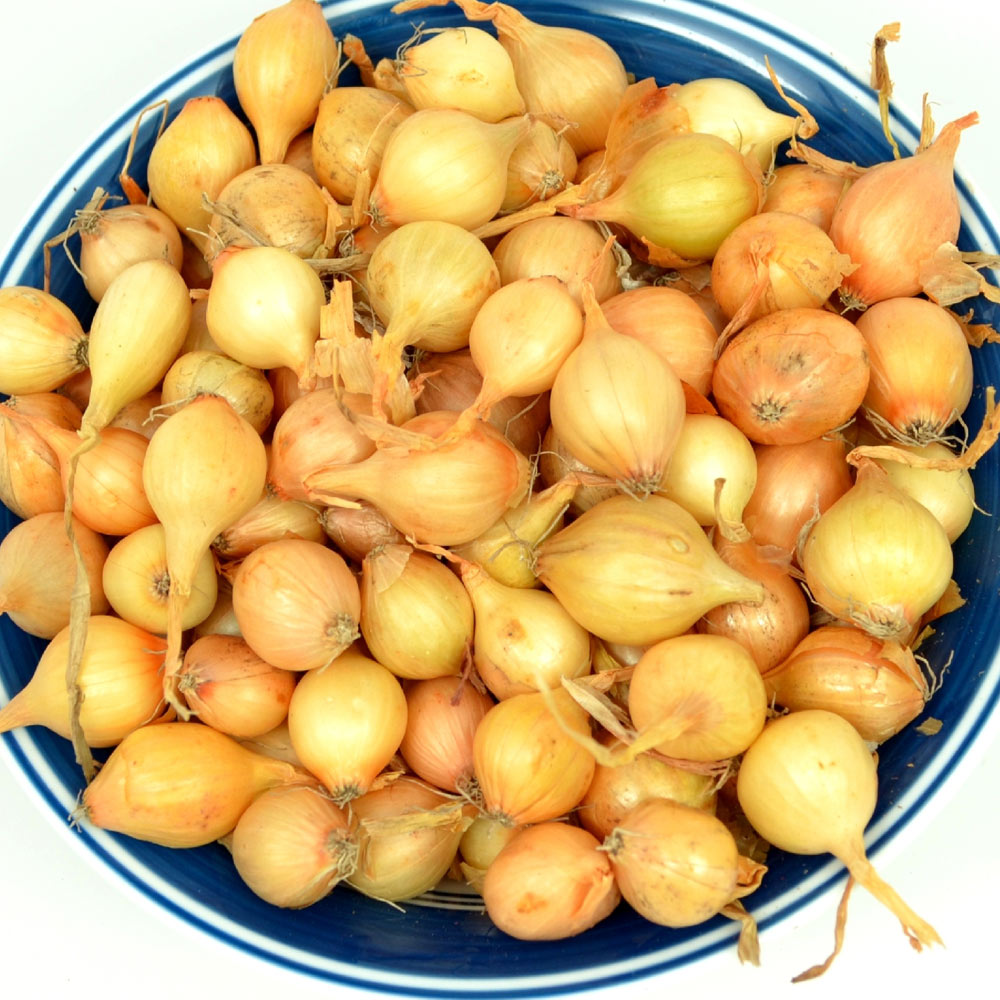 Small yellow onion sets with golden skins and dried roots.