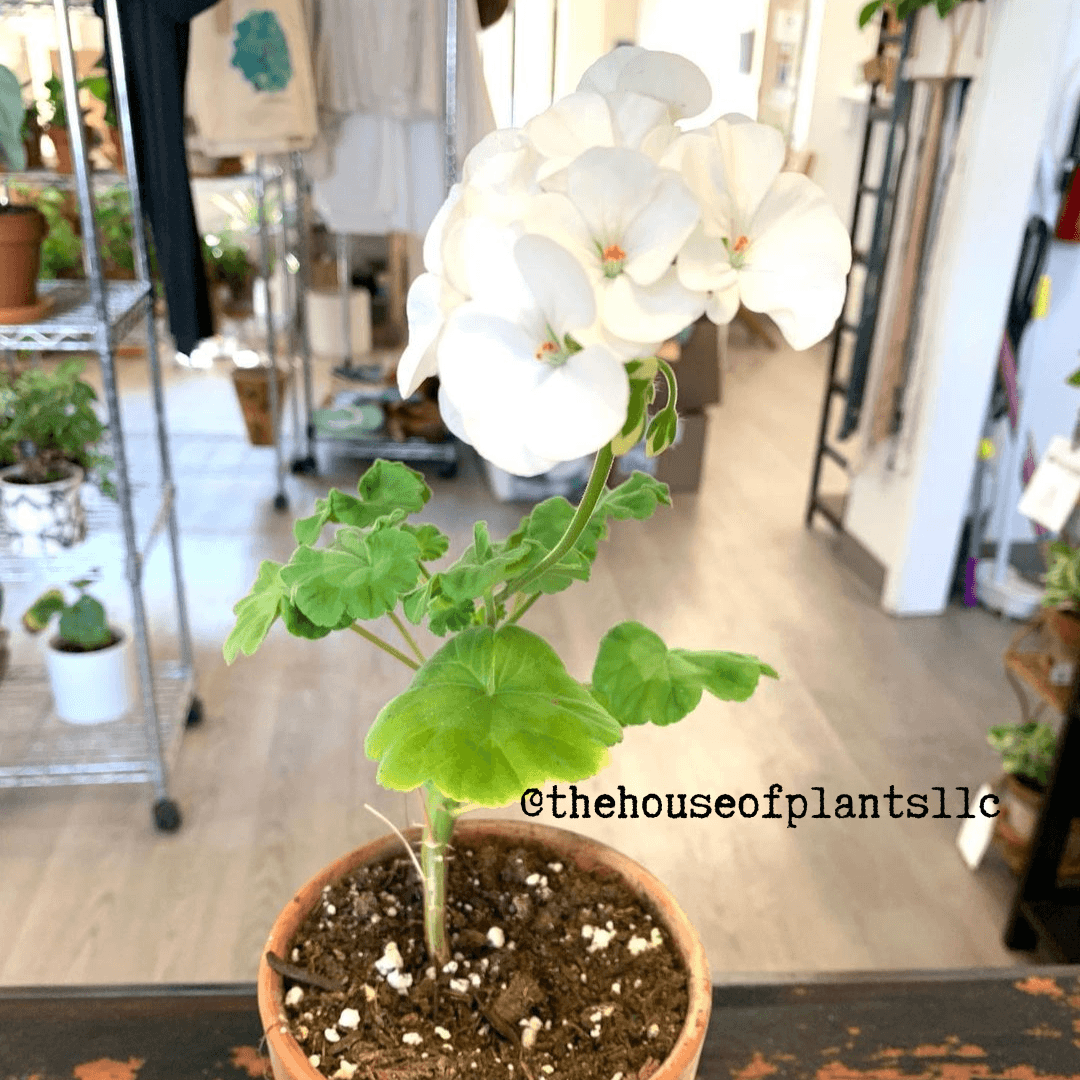 Geranium plant with white blooms and green leaves in a terra-cotta pot