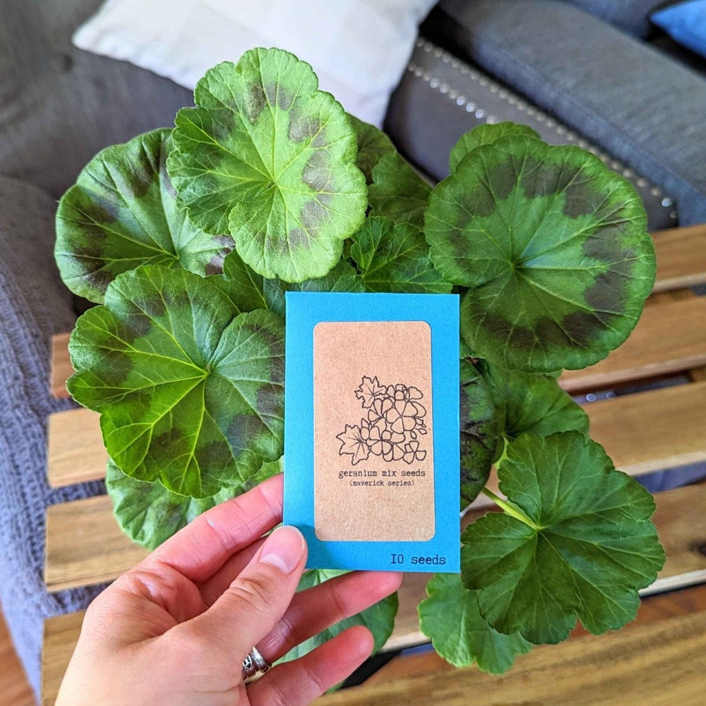 Hand holding geranium seed packet with large green geranium leaves