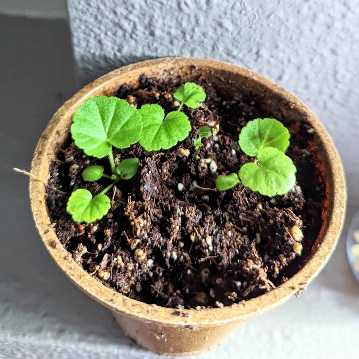 Young geranium seedlings growing in a small pot with dark soil