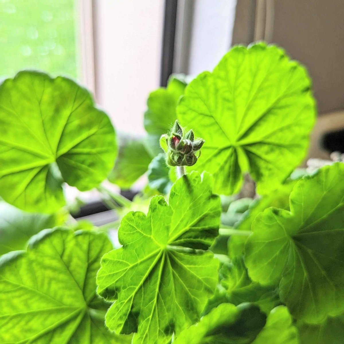 Close-up of bright green geranium leaves and a budding stem