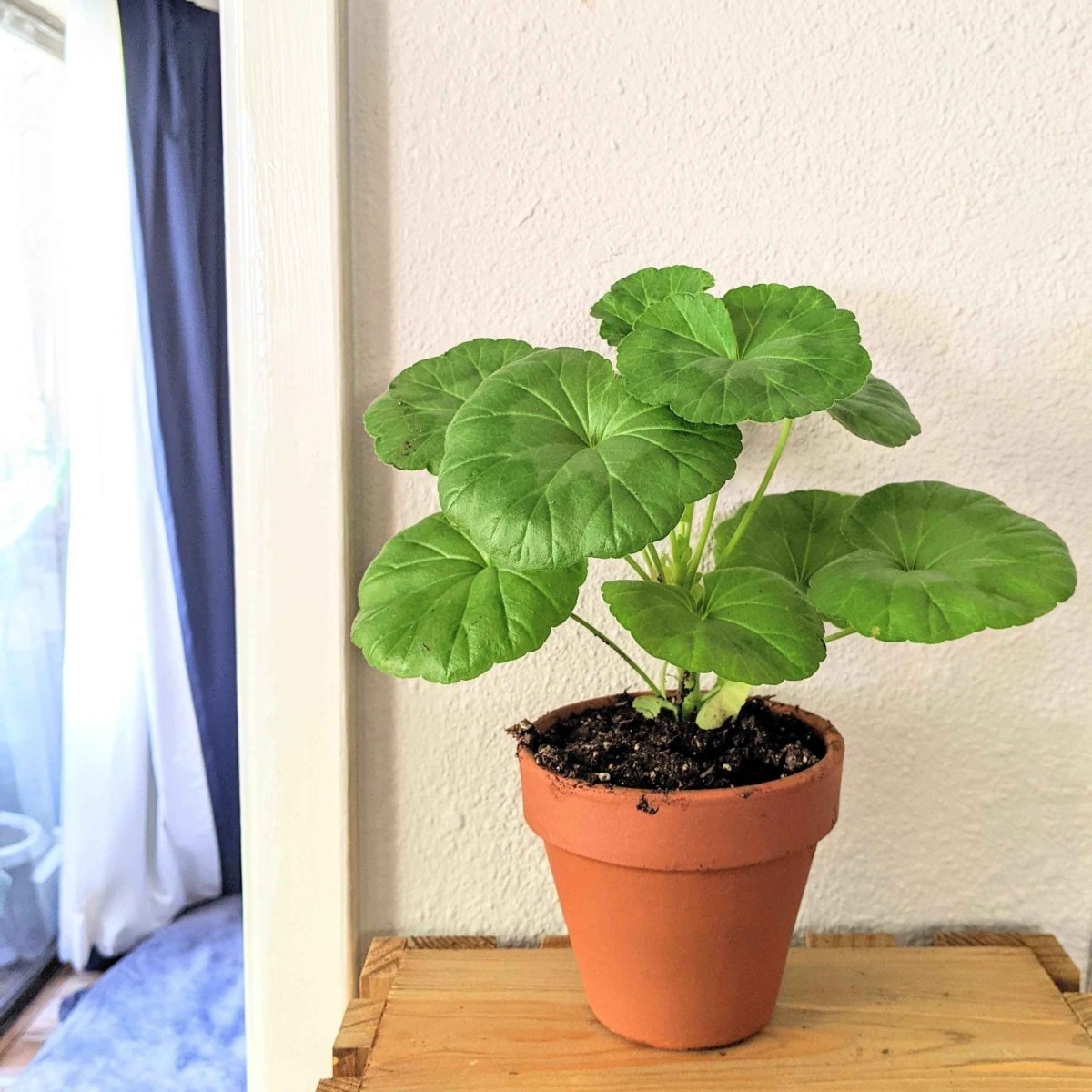 Potted geranium plant in a terracotta pot on a wooden surface