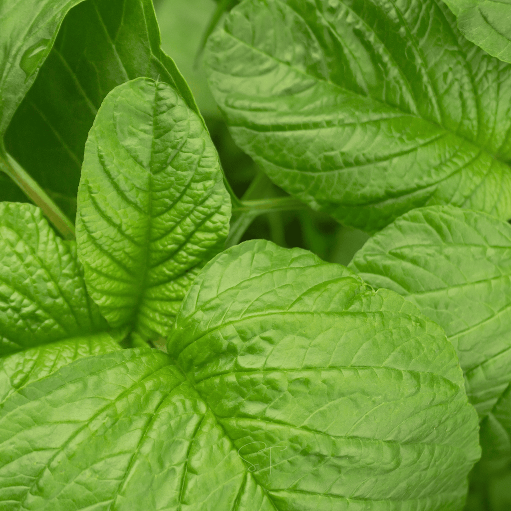Green callaloo amaranth close-up leaves, bright green and deeply veined