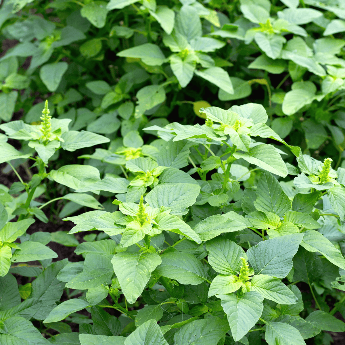 Green callaloo amaranth leafy bed with light-green leaves and upright pale flower clusters