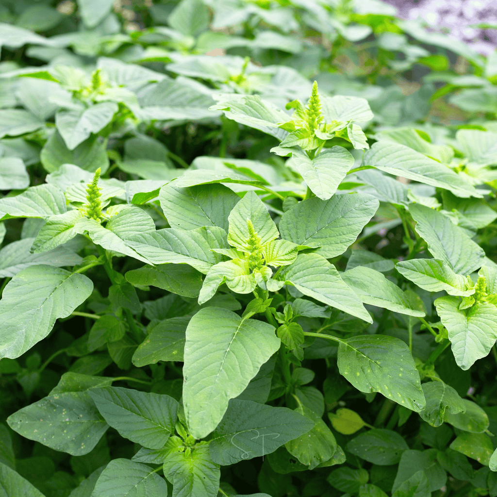 Green callaloo amaranth seedlings with broad light-green leaves and small flower spikes