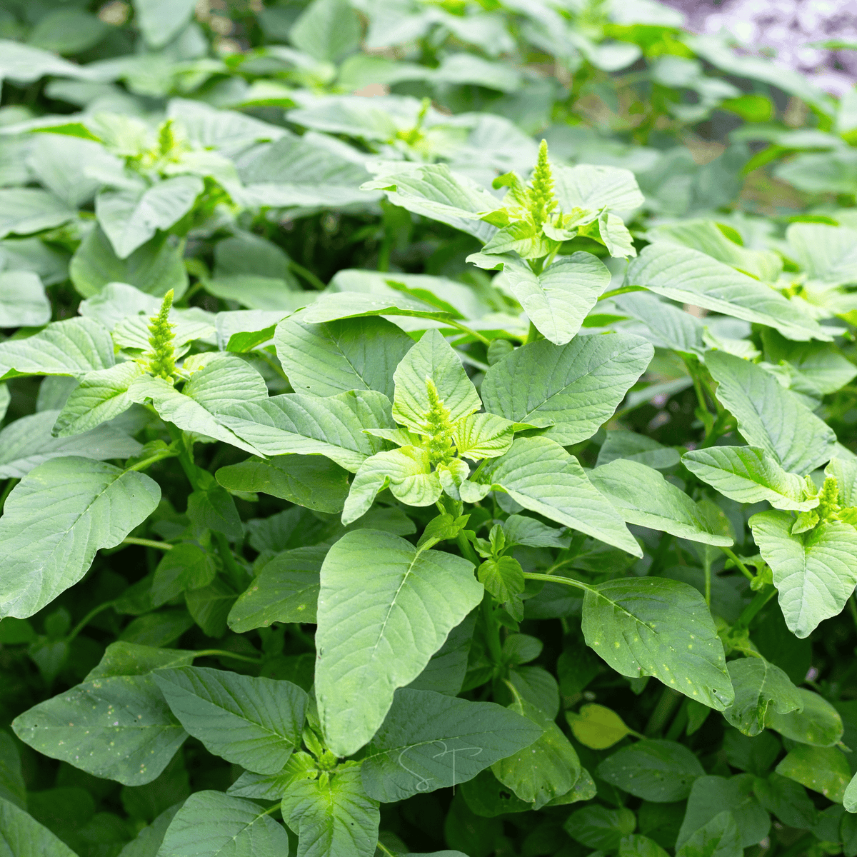 Green callaloo amaranth seedlings with broad light-green leaves and small flower spikes