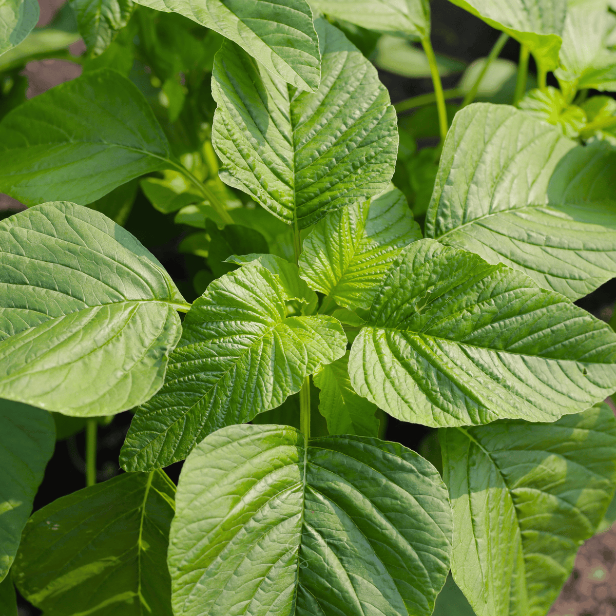 Green callaloo amaranth plant leaves with prominent midrib and serrated veins